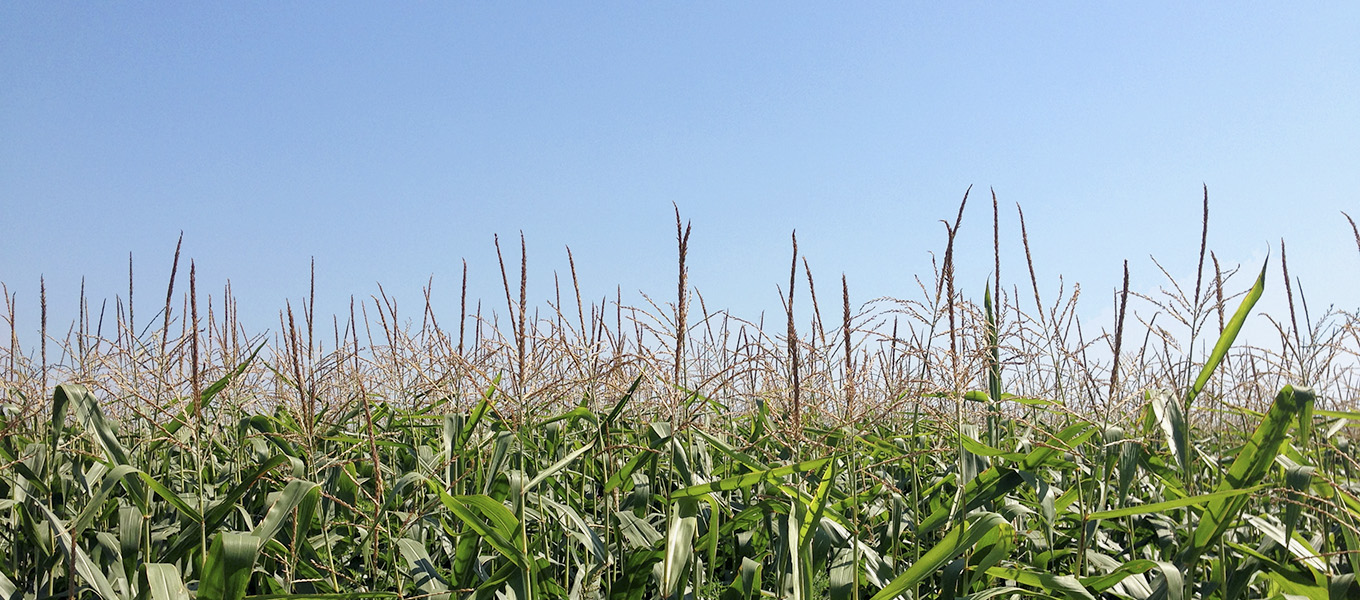 Сельскохозяйственное производство