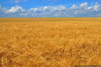 Принимайте поздравления!  С Днём урожая!