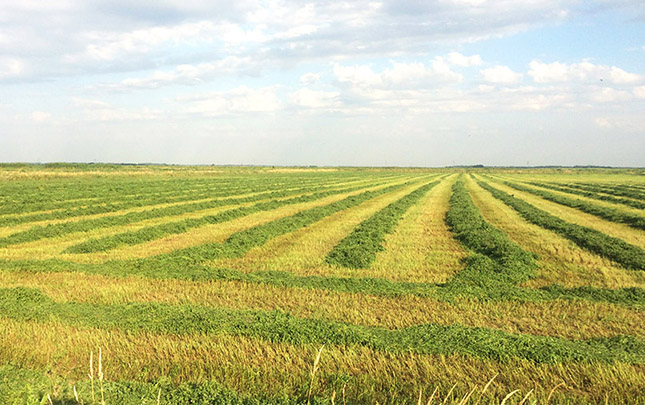 ООО "Кирпили"